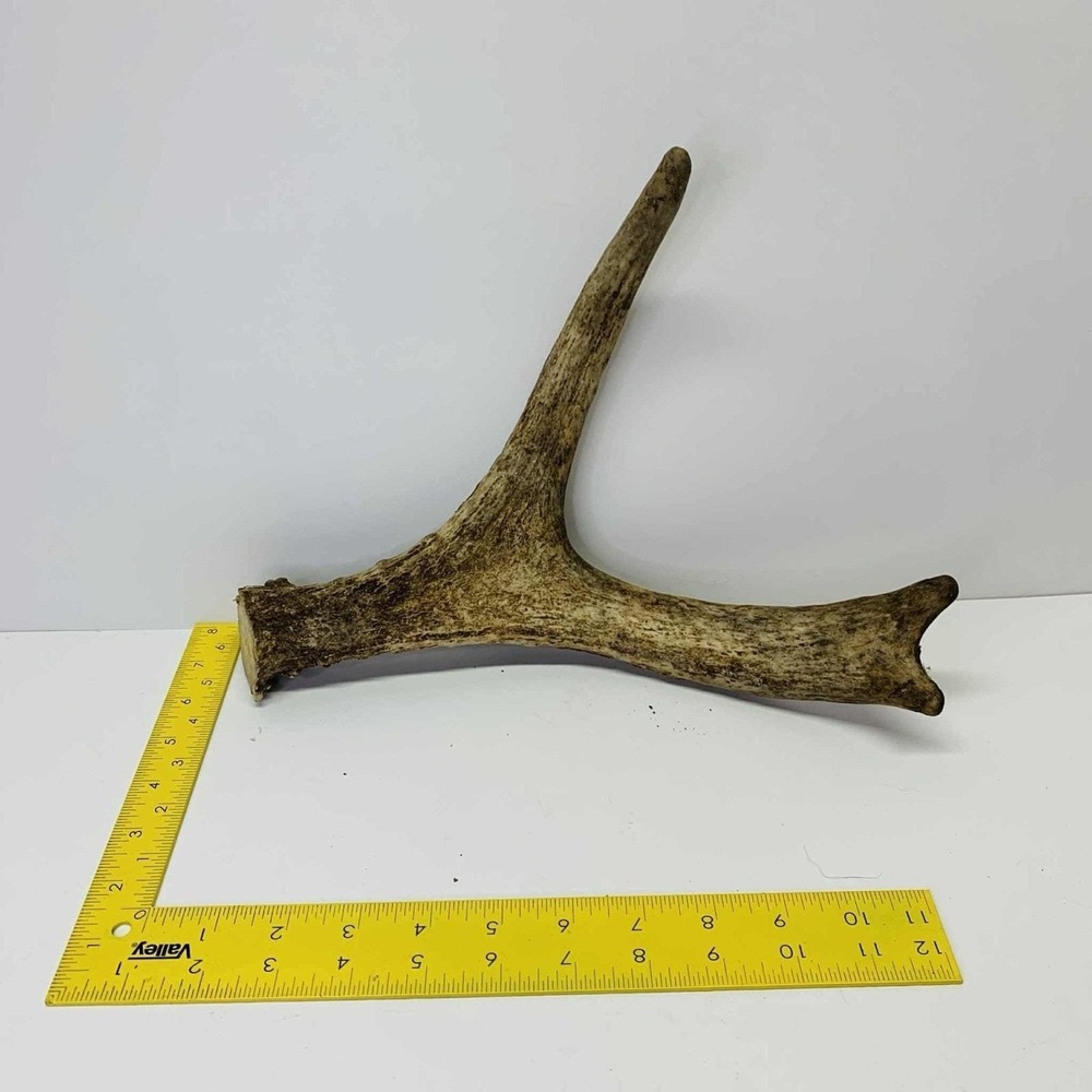 NATURALLY SHED WILD MOOSE ANTLER (HORN, KNIFE,‎ CARVING, CHEW, TAXIDERMY)